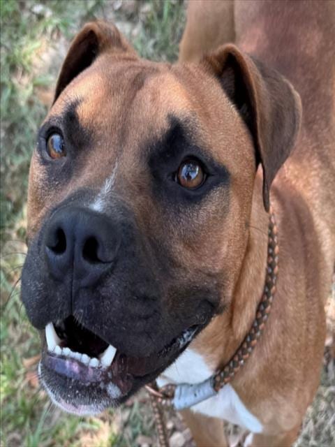 Photo of Ali, adoptable Boxer in Texas City, Texas