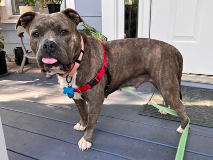 Photo of Misty, adoptable dog in Chamblee, Georgia