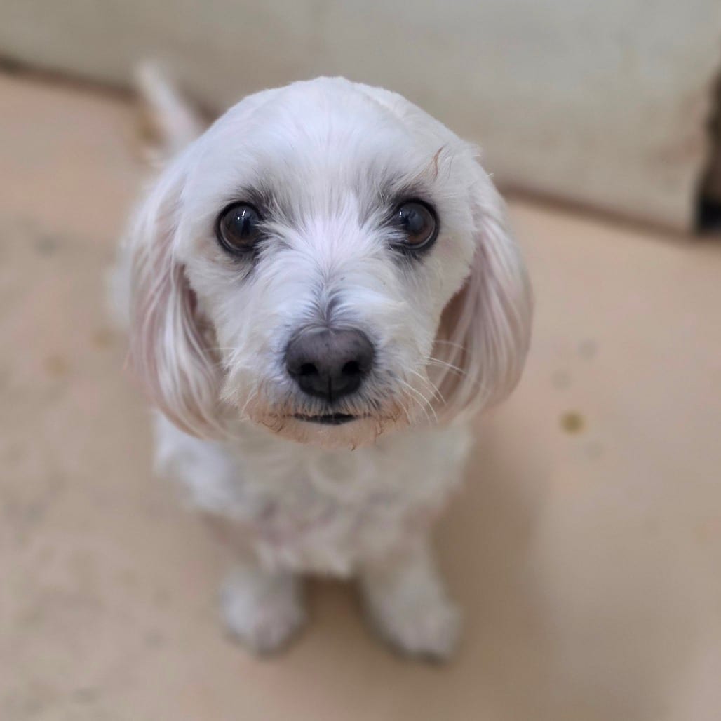 Photo of Spider - City of Industry Location, adoptable Maltese / Poodle