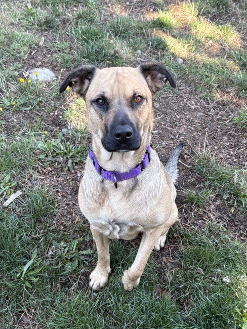 Photo of Mara, adoptable Labrador Retriever in Seattle, Washington