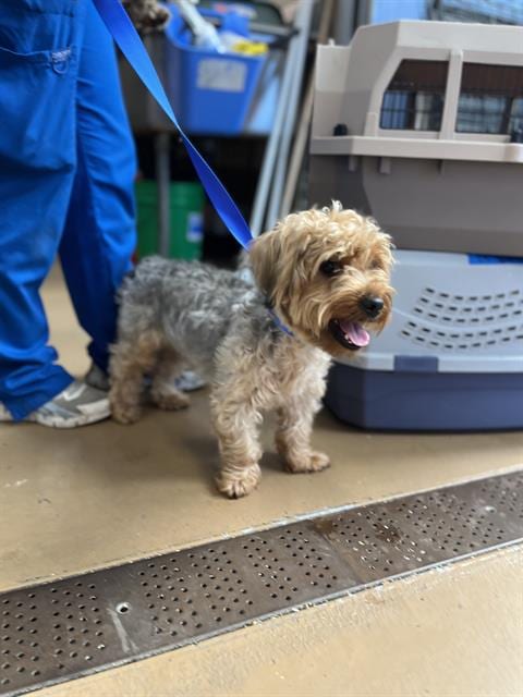 Photo of A275777, adoptable Yorkshire Terrier Yorkie in Chula Vista, California