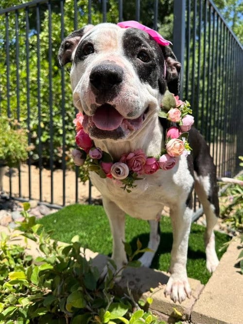 Photo of Clarabelle, adoptable American Pit Bull Terrier in Redlands, California
