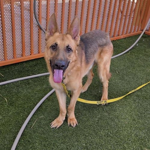 Photo of Uhtred, adoptable German Shepherd Dog in Las Vegas, Nevada
