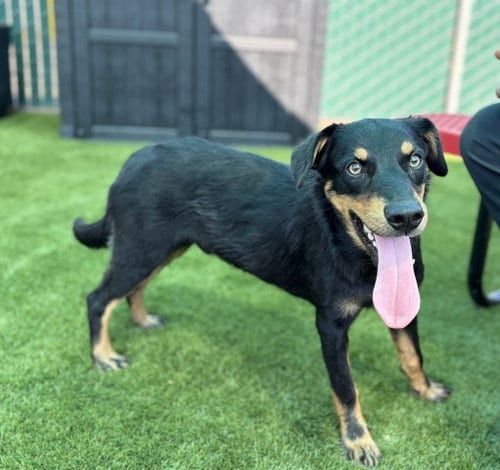 Photo of Riley, adoptable Australian Shepherd in San Bernardino, California