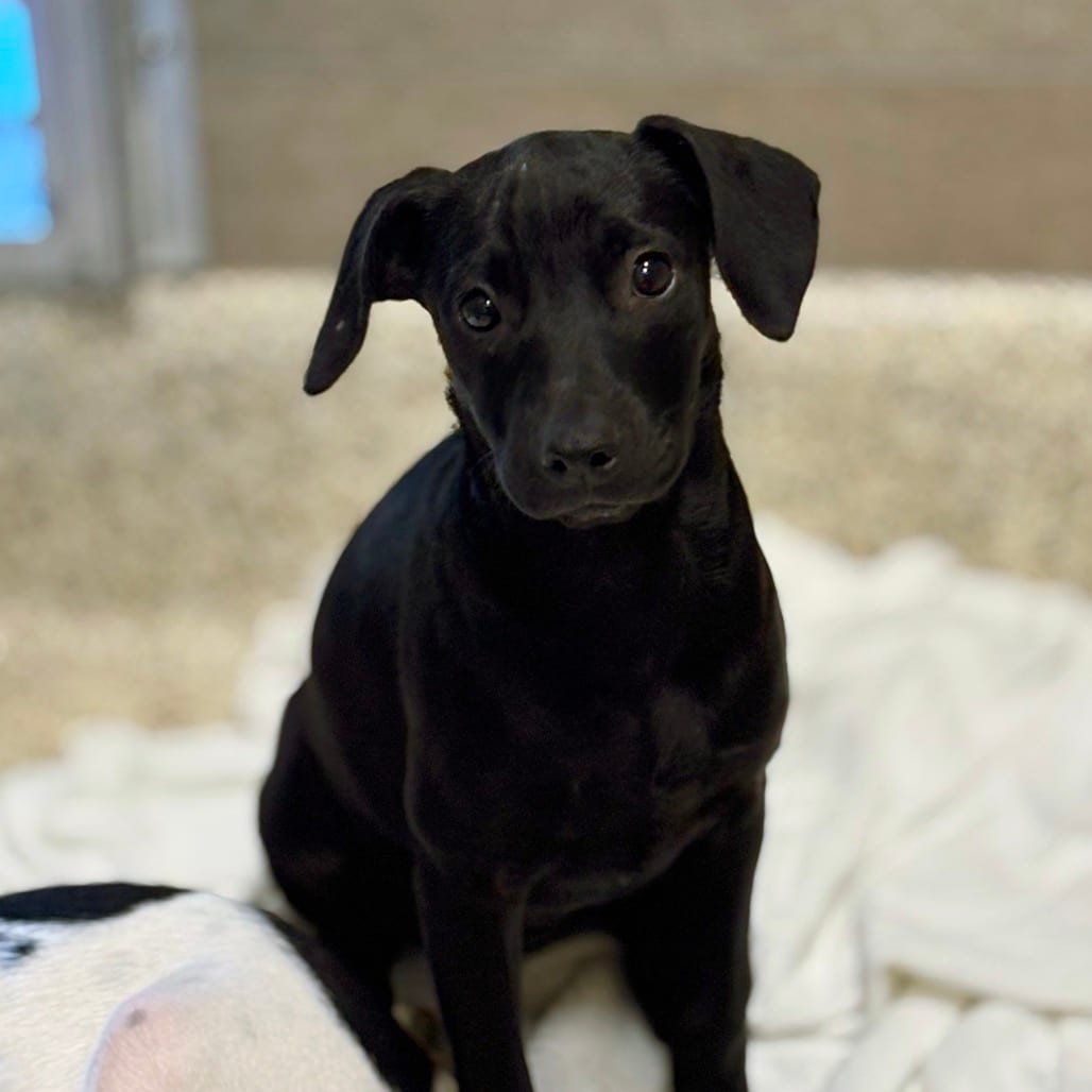 Photo of Flip Flop, adoptable Mixed Breed (Medium) in Nashville, Indiana