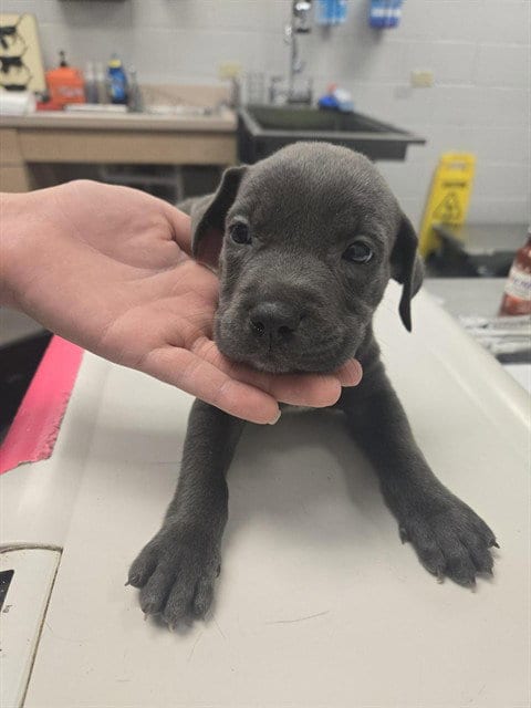 Photo of Roosevelt, adoptable American Pit Bull Terrier in Corpus Christi, Texas