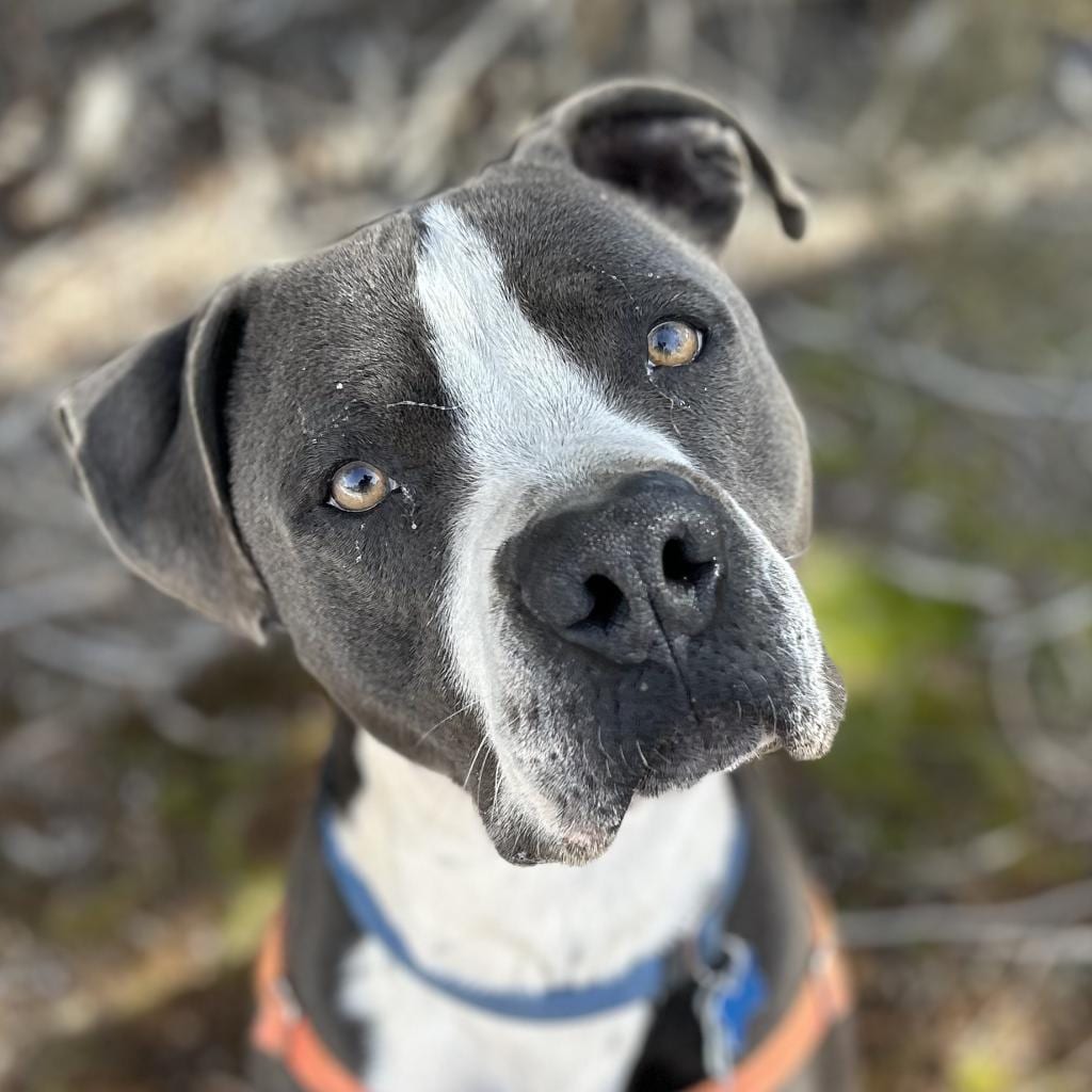 Photo of Slim, adoptable Terrier, American Pit Bull / Mix in Kanab, Utah