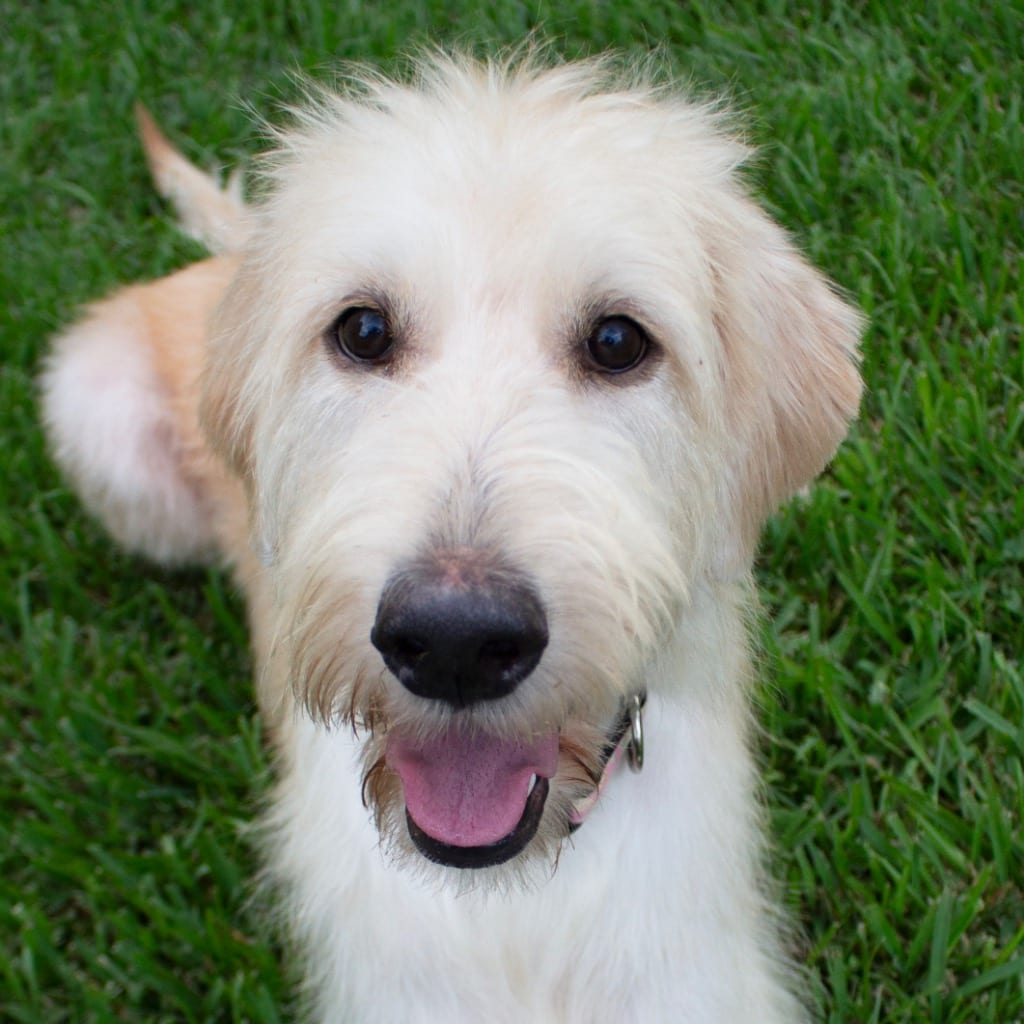 Photo of Goldie, adoptable Labrador Retriever in Bloomfield, Connecticut