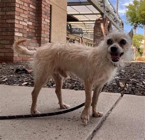 Photo of Churro, adoptable Cairn Terrier in Phoenix, Arizona