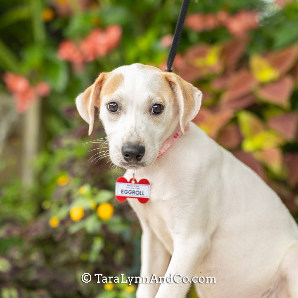 Photo of Eggroll, adoptable Hound / Retriever, Labrador in Wake Forest, North Carolina