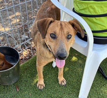 Photo of Jazzercise, adoptable Labrador Retriever in Martinez, California