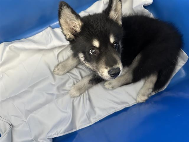 Photo of Shadow, adoptable Mixed Breed