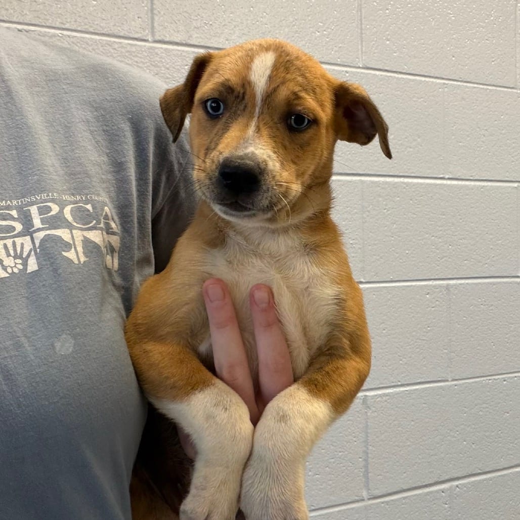 Photo of Bail Bond, adoptable Terrier, Pit Bull / Husky in Martinsville, Virginia