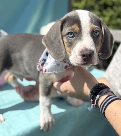 Photo of Van Gogh, adoptable Pit Bull Terrier in Warrenton, Virginia