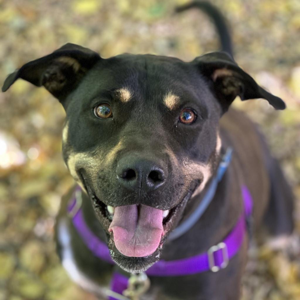 Photo of Virginia, adoptable Shepherd / Mix in Kanab, Utah