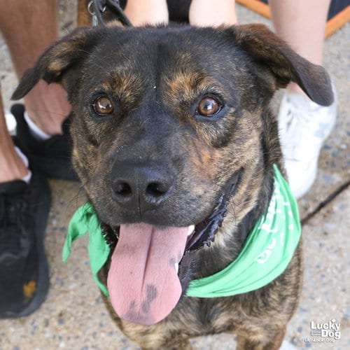 Photo of Ronald, adoptable Shepherd in Washington, District of Columbia