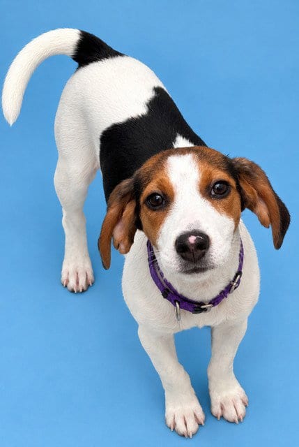 Photo of Loretta, adoptable Beagle in Westminster, Maryland