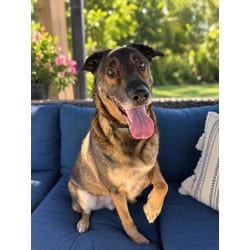 Photo of Brooklyn, adoptable German Shepherd Dog in Wantagh, New York