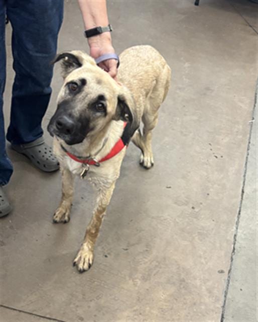 Photo of Rosemary, adoptable Mixed Breed