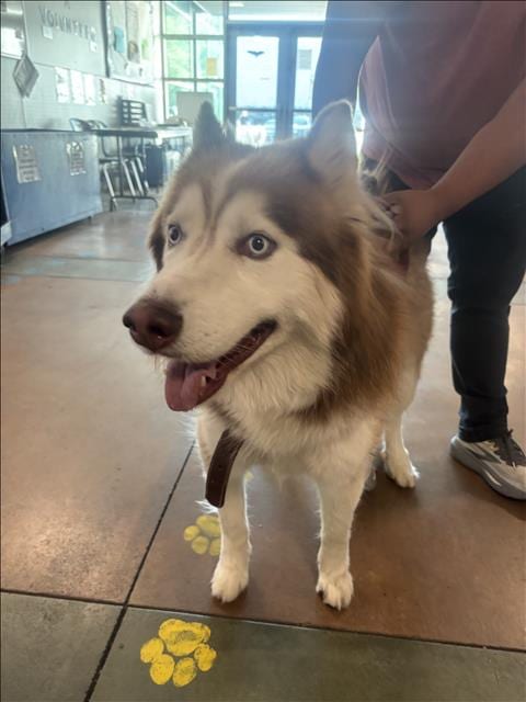Photo of Cooper, adoptable Siberian Husky in Van Nuys, California