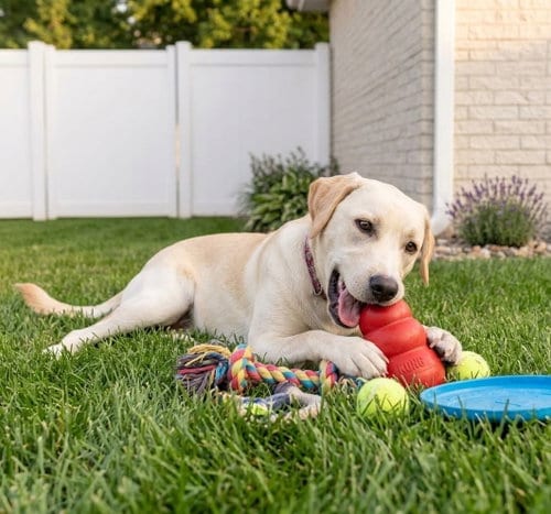 Photo of Jolee, adoptable Labrador Retriever in Genesee, Wisconsin