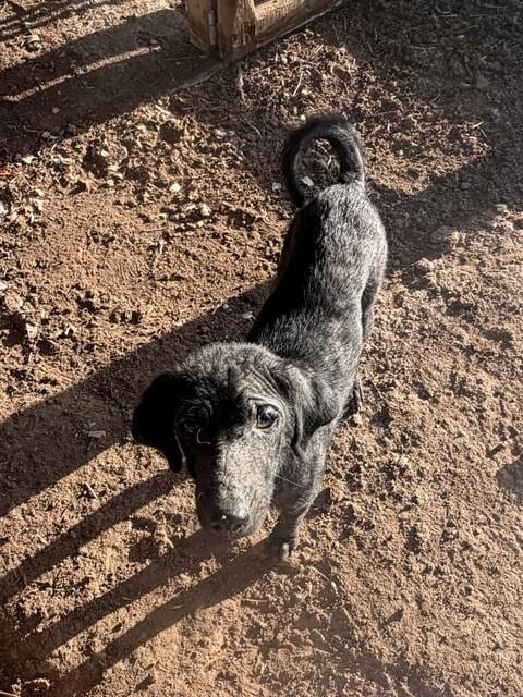 Photo of Archie, adoptable Labrador Retriever in Conroe, Texas