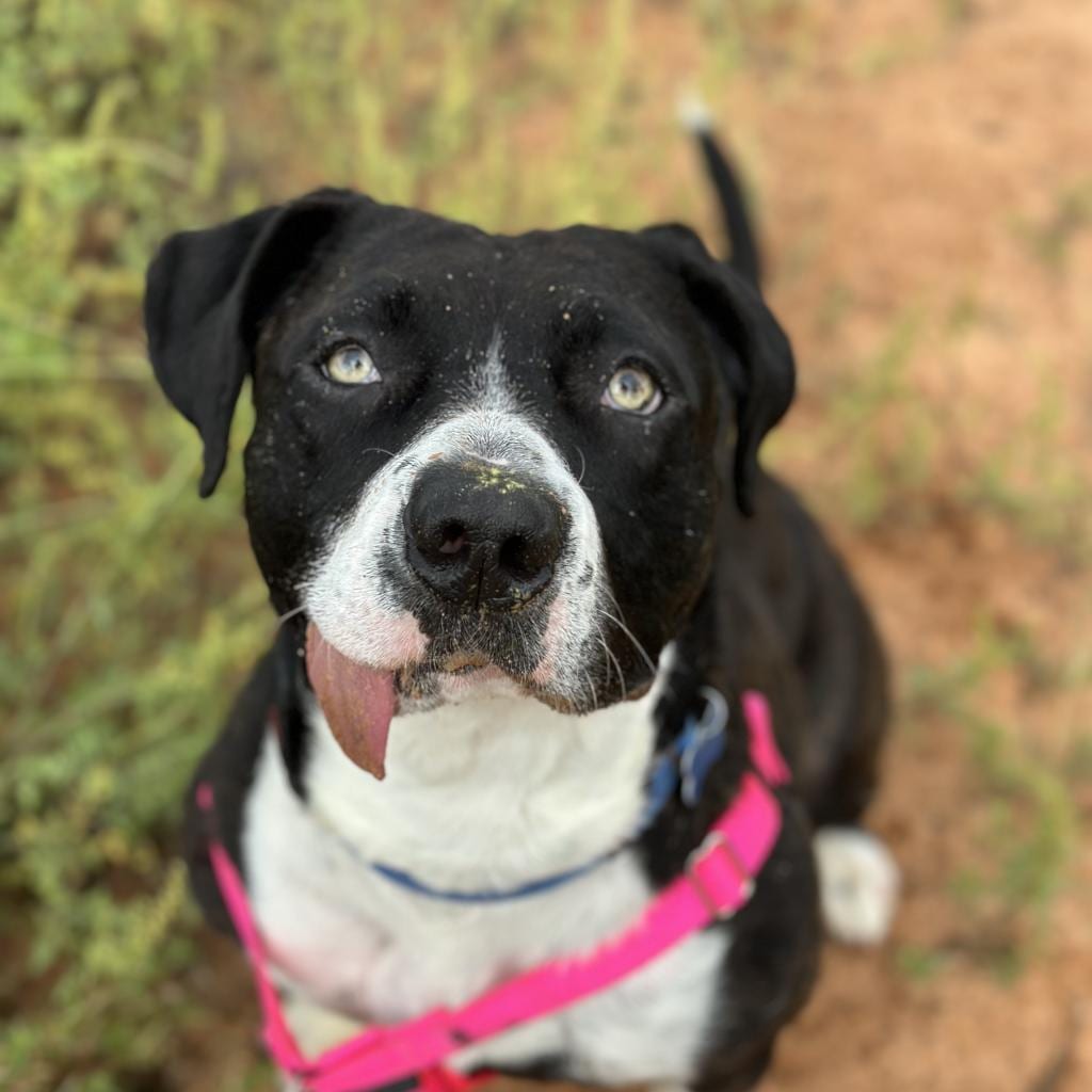 Photo of Eloise, adoptable Terrier, American Pit Bull / Mix in Kanab, Utah