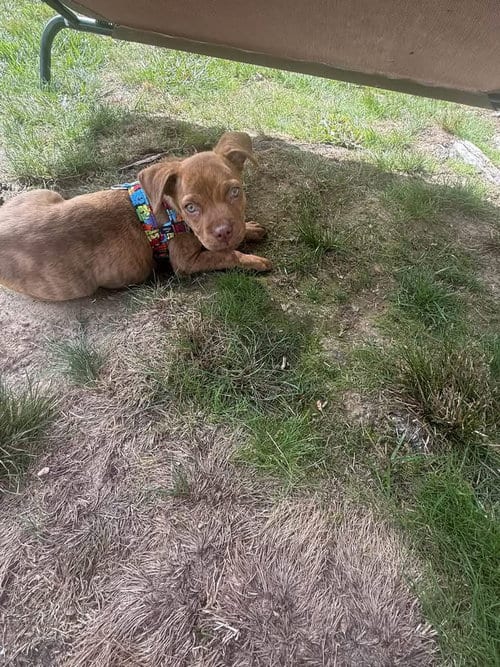 Photo of Sammy, adoptable Boxer in Berlin, New Jersey