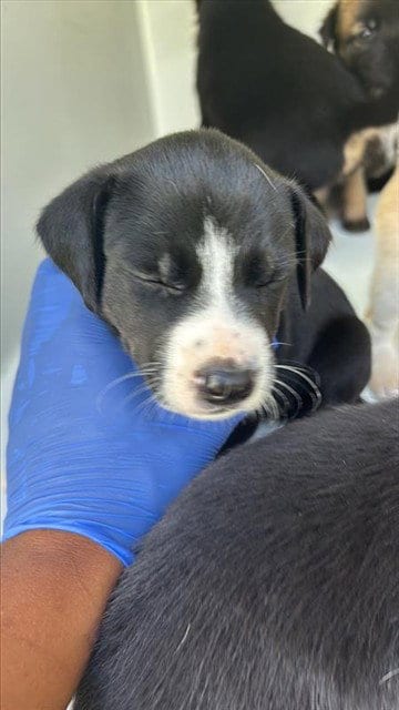 Photo of A661732, adoptable Labrador Retriever in Houston, Texas
