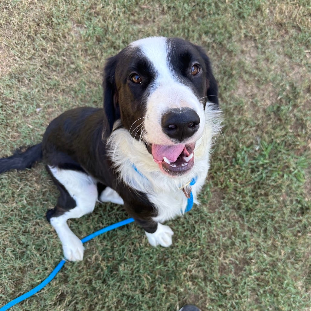 Photo of Fiddle, adoptable Mixed Breed (Medium) in Chattanooga, Tennessee