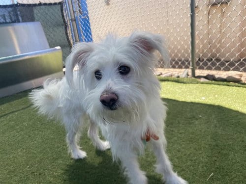Photo of Flounder, adoptable Maltese in Phoenix, Arizona