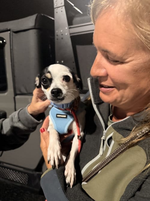 Photo of Alfie, adoptable Chihuahua in Mount Laurel, New Jersey