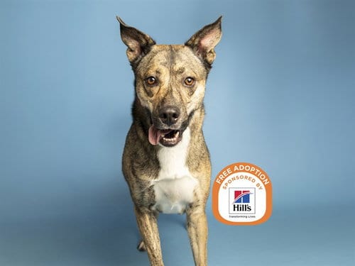 Photo of Buddy, adoptable Dutch Shepherd in Phoenix, Arizona