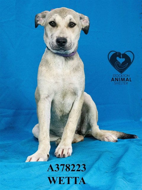 Photo of Wetta, adoptable Pit Bull Terrier in Stockton, California