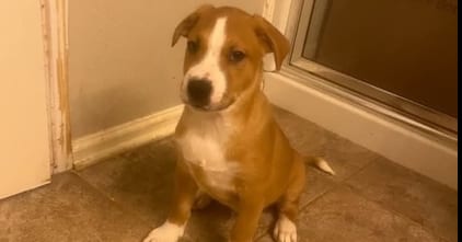 Photo of Clover, adoptable Hound in garner, North Carolina