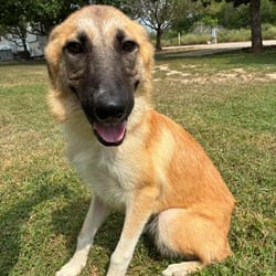 Photo of Megara JuM, adoptable Great Pyrenees Mixed Breed (Medium) in Hartford, Connecticut