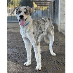 Photo of Bill, adoptable Australian Shepherd Great Pyrenees in Jurupa Valley, California