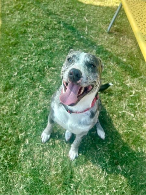 Photo of Maverick, adoptable Australian Cattle Dog/Blue Heeler in Temple, Texas