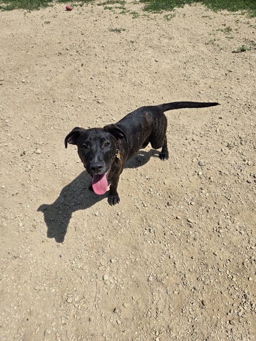 Photo of Manwich, adoptable Unknown breed (short coat) in Maquoketa, Iowa