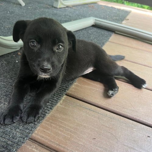Photo of Poppi, adoptable Labrador Retriever in Clarkston, Michigan