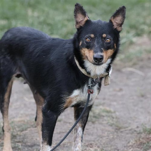 Photo of Mama Betty, adoptable Australian Cattle Dog/Blue Heeler in Modesto, California