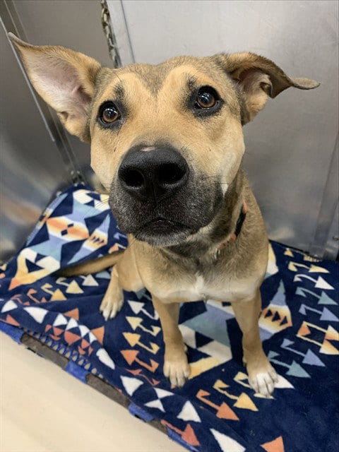 Photo of Harley, adoptable German Shepherd Dog in Fairbanks, Alaska