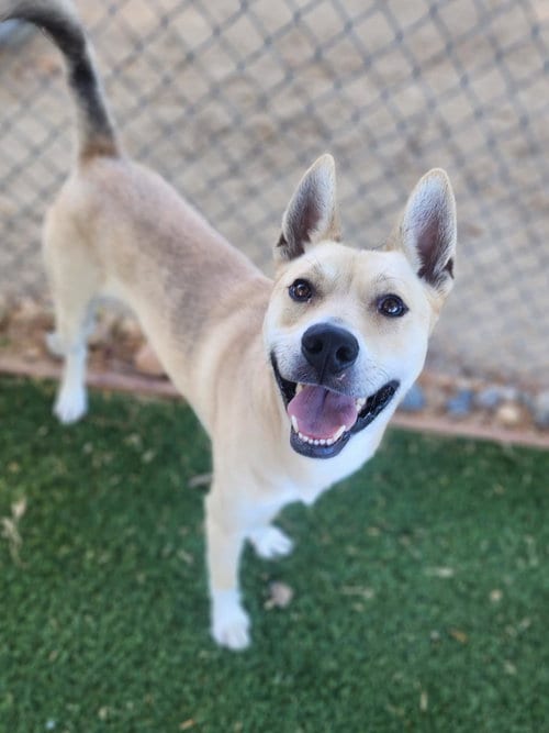 Photo of Gary, adoptable German Shepherd Dog in Antioch, California