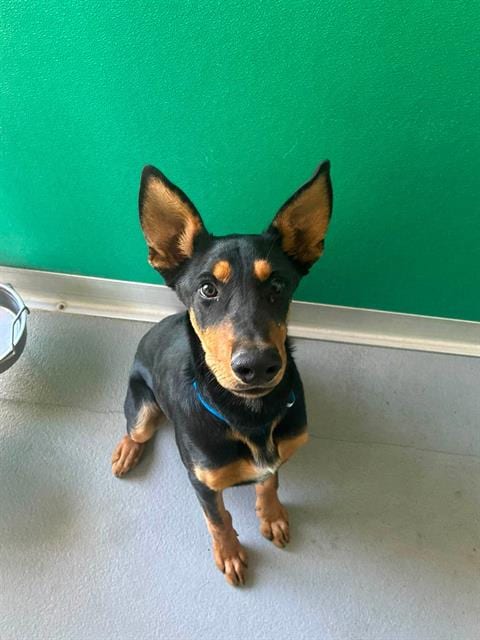 Photo of Pluto, adoptable Doberman Pinscher in Visalia, California
