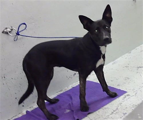 Photo of Charlie, adoptable German Shepherd Dog in Houston, Texas