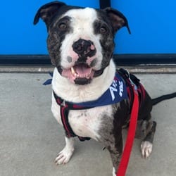 Photo of Graham, adoptable American Staffordshire Terrier Catahoula Leopard Dog in O'Fallon, Missouri