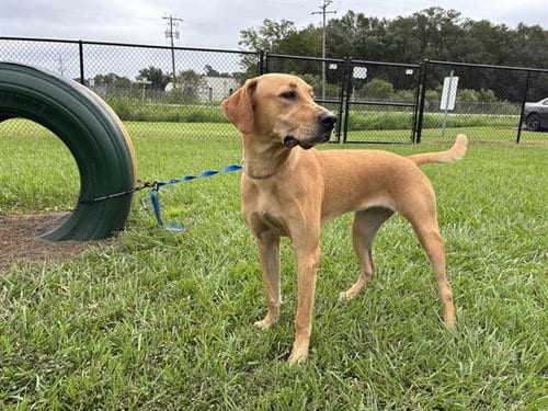 Photo of A1284410, adoptable Labrador Retriever in Winter Haven, Florida