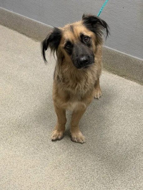 Photo of Bandit, adoptable German Shepherd Dog in Las Vegas, Nevada