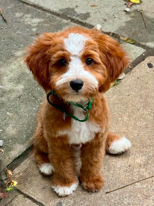 Photo of Walter, adoptable Cavalier King Charles Spaniel in Buffalo, New York