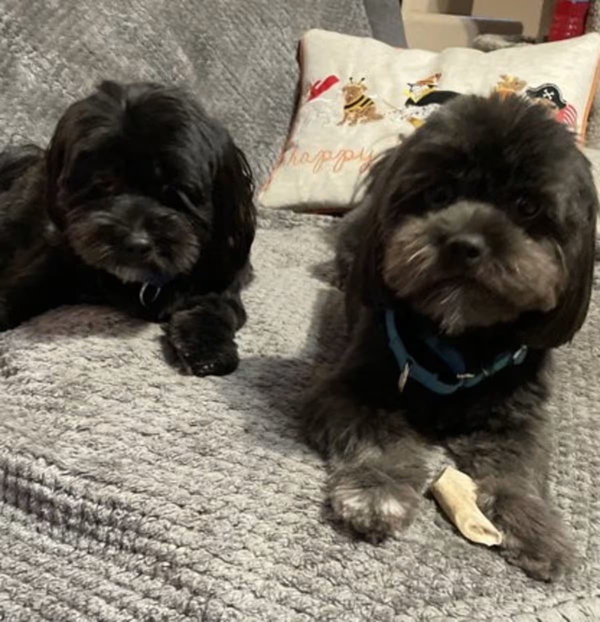 Photo of Teddy & Bear 2, adoptable Shih Tzu in Valrico, Florida